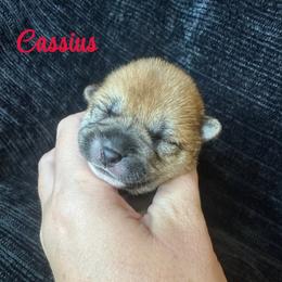 Cassius - red collar - Red male Shiba Inu puppy in Inverness, Florida from Shore Thing Shiba’s