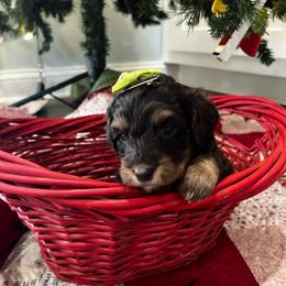 Kanga - Phantom female Goldendoodle puppy in Camden, North Carolina from Oopsie Doodles of NC