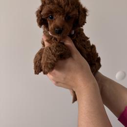 Poodle Puppies from Midwest Miniature Poodles