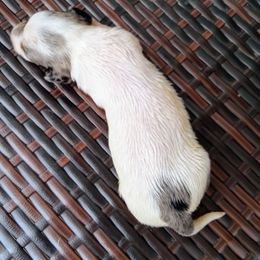 Girl 3 - Piebald female Dachshund puppy in Cedar Rapids, Iowa from Paulassillydogs