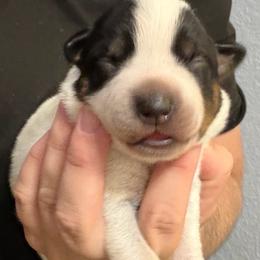 -Girl 2 - Blue female Australian Cattle Dog puppy in Kaufman, Texas from Emberwick Ranch