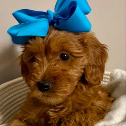 Rosalina - Red  female Goldendoodle puppy in Dayton, Tennessee from MK Goldendoodles