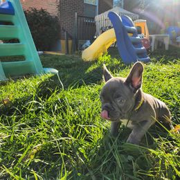 French Bulldog Puppies from Sun City Kennels
