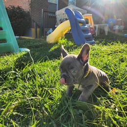 French Bulldog Puppies from Sun City Kennels