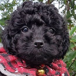 Shadow - Black male Poodle puppy in Orlando, Florida, Florida from Denise’s Puppies