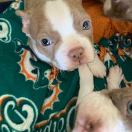 Lovey - Lilac female Boston Terrier puppy in Star, North Carolina from Meatloaf's Boston