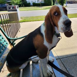Basset Hounds from RJS Basset Boutique