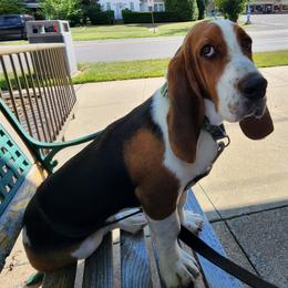 Basset Hounds from RJS Basset Boutique