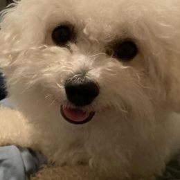 Bichon Frises from Whitecreek