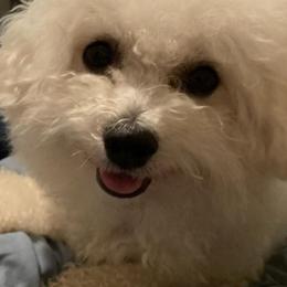 Bichon Frises from Whitecreek