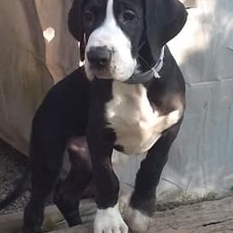 Great Danes from Tinkerbelle's Puppies