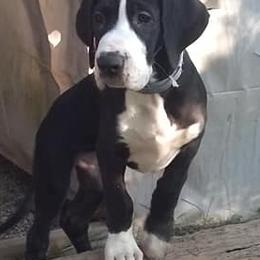 Great Danes from Tinkerbelle's Puppies