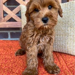 Corn Dog - Red  male Goldendoodle puppy in Sunman, Indiana from Brunsman Country Doodles LLC