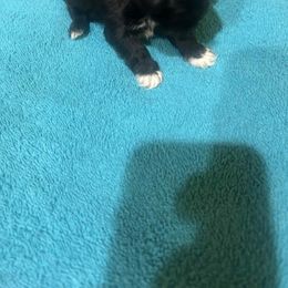 Girl 3 - Black and white female Shih Tzu puppy in Godley, Texas from Godleys finest