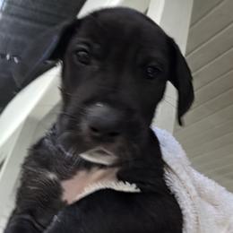 FEMALE BLACK - Black female Great Dane puppy in Hickman, Kentucky from Tidal Wave Danes