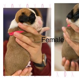 Girl 3 - Boxer puppy in Ruskin, Florida from Zambrano Boxers