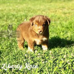 Liberty rose - Red tri female Miniature Australian Shepherd puppy in Muskogee, Oklahoma from Tagalong Lane Australian shepherds