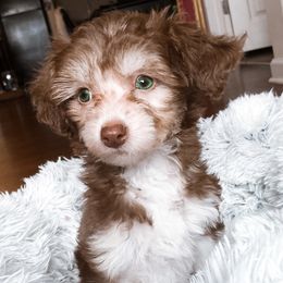 Kayne  - Chinese Crested