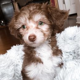 Kayne  - Chinese Crested