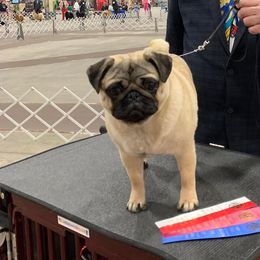 Bulldogs and Pugs from Ivyside Pugs