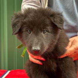 Kelp (Green) - Black male Belgian Sheepdog puppy in Franklin, West Virginia from Wildmour K9