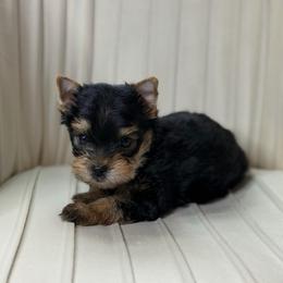 Beau - Black and tan male Yorkshire Terrier puppy in Saint Cloud, Florida from Kei’s Precious Pups