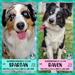Australian Shepherd puppies from Silverside Aussies LLC