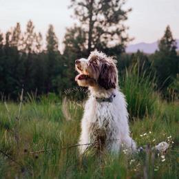 Green collar - Merle male Cockapoo puppy in Missoula, Montana from Big Sky Cockapoos