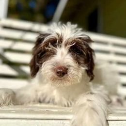 Marlee - Aussiedoodle