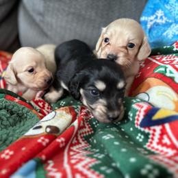 Lucy - Black and cream female Dachshund puppy in Cattaraugus County, New York from H&C’s Dachshunds and Retrievers