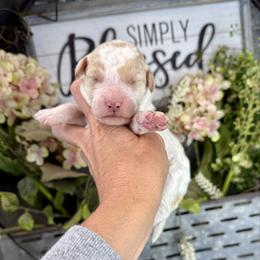 Rocky Road - Parti male Pyredoodle puppy in Bowling Green, Ohio from FDF Pyredoodles & Bernedoodles