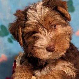 Buddy - Chocolate, tan and white Yorkshire Terrier puppy in Garland, Texas from Arcadian Farms