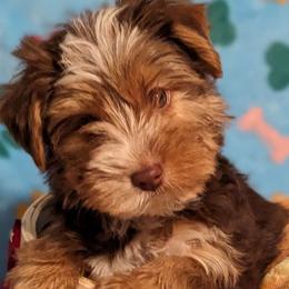Buddy - Chocolate, tan and white Yorkshire Terrier puppy in Garland, Texas from Arcadian Farms
