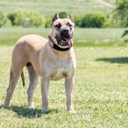 Perro de Presa Canarios from Presa Canario Champions