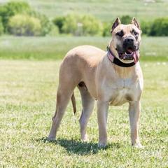 Perro de Presa Canarios from Presa Canario Champions