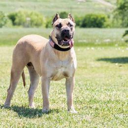 Perro de Presa Canarios from Presa Canario Champions