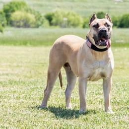 Perro de Presa Canarios from Presa Canario Champions