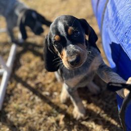 Bluetick Coonhound Puppies from The Boneyard Country Kennels