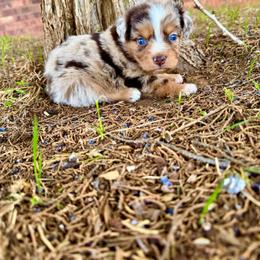 Star - Red merle female Miniature Australian Shepherd puppy in Idalou, Texas from Lonesome Pine Mini Aussies