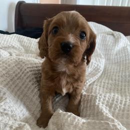 Bella - Red female Cavapoo puppy in Maple Falls, Washington from Daisy’s Cuddly Cavapoo