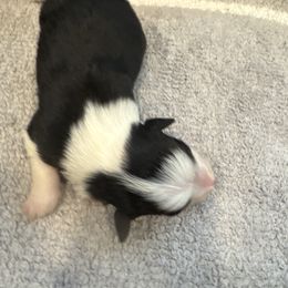 Boy 6 - Black and white male Border Collie puppy in Temecula, California from Joni Gibson's Border Collies