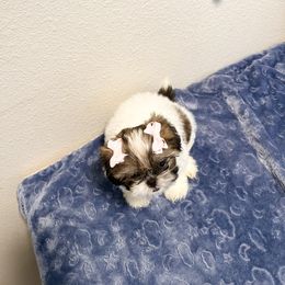 Shih Tzu Puppies from NC Stellar Puppies