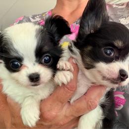 Namaari boy two - Black and white male Chihuahua puppy in Haines City, Florida from Camic Cockapoos