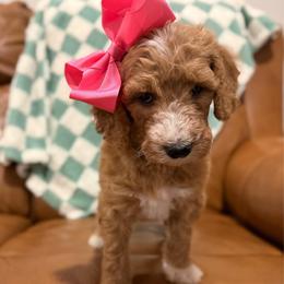 Wendy - Parti female Goldendoodle puppy in Pittsburg, Texas from Peachy Pine Goldendoodles
