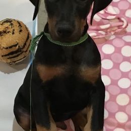Doberman Pinschers from D'vine Dobermans