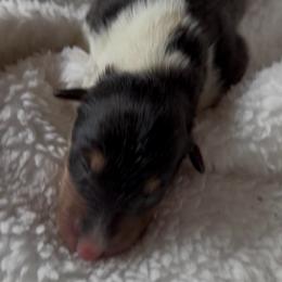 Barnaby - Black white and tan male Collie puppy in Malvern, Arkansas from Lost Acres Collies