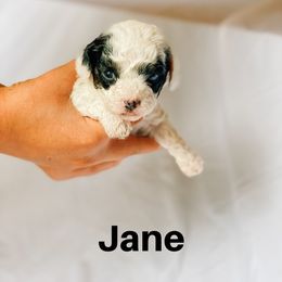 Cavapoo and Poodle Puppies from Poodles Plus