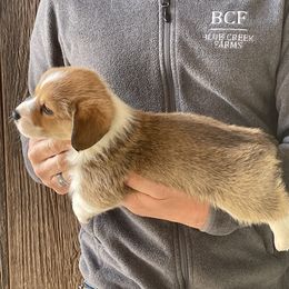 Tulip - Male 2 - Red male Pembroke Welsh Corgi puppy in Jefferson, South Carolina from Blue Creek Farms