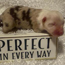 Red Merle Boy - Red merle male Australian Shepherd puppy in Chino Valley, Arizona from Cu2 Aussies