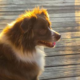 Miniature Australian Shepherds from Penn Creek Farm